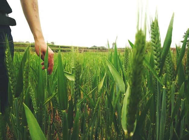 Close-up van gewassen die op het veld groeien tegen de lucht