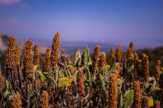 Foto close-up van gewassen die op het veld groeien tegen de lucht