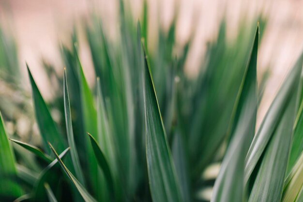Close-up van gewassen die op het veld groeien