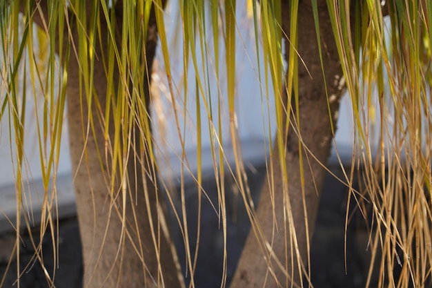 Foto close-up van gewassen die op het veld groeien