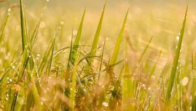 Foto close-up van gewassen die op het veld groeien