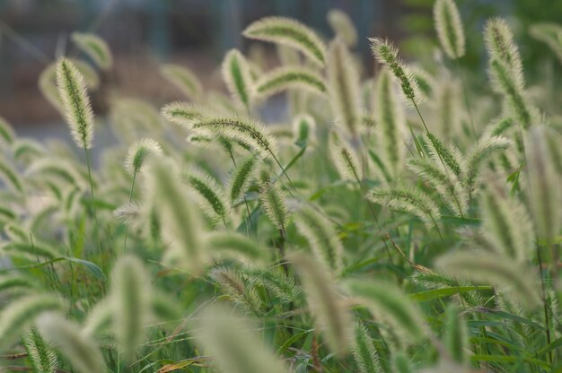 Foto close-up van gewassen die op het veld groeien