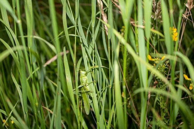 Close-up van gewassen die op het veld groeien