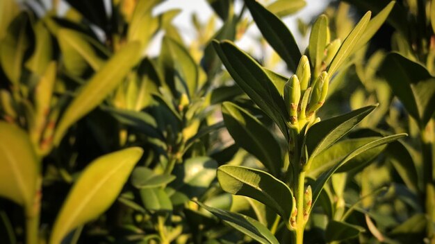 Close-up van gewassen die op het veld groeien
