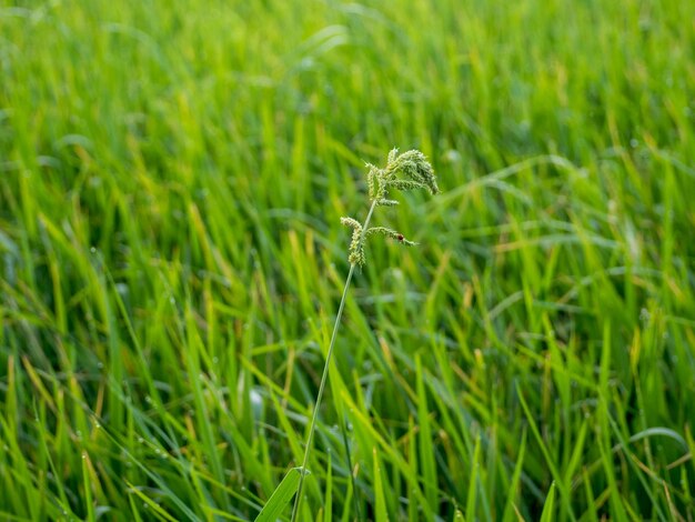 Foto close-up van gewassen die op het veld groeien