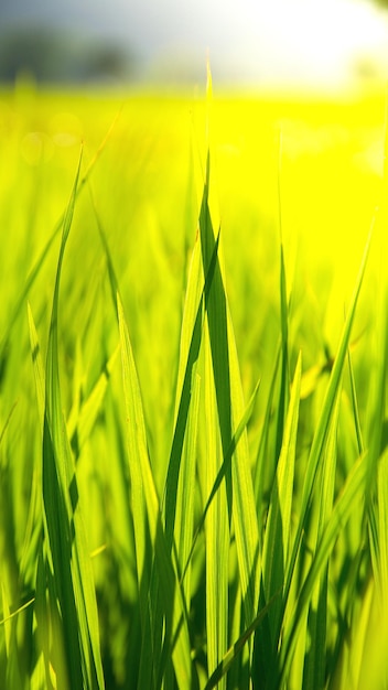 Foto close-up van gewassen die op het veld groeien