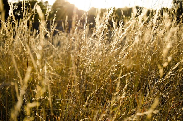 Foto close-up van gewassen die op het veld groeien