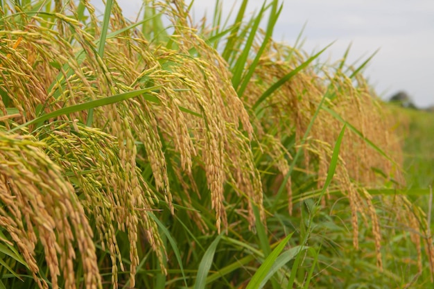 Foto close-up van gewassen die op het veld groeien