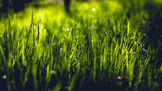 Foto close-up van gewassen die op het veld groeien