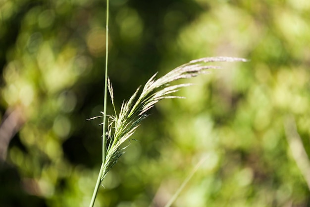 Foto close-up van gewassen op het veld