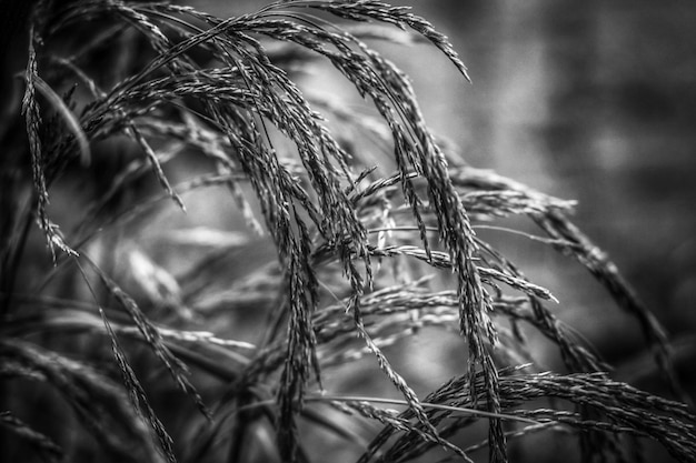 Foto close-up van gewassen op het veld