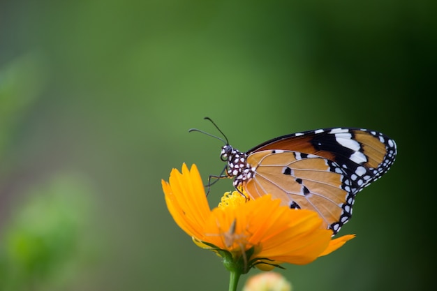 Close up van gewone tijger Danaus chrysippus vlinder een bezoek aan bloem in de natuur in een openbaar park