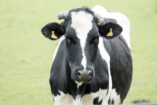 Close-up van gezicht van koe die op groene weide weidt