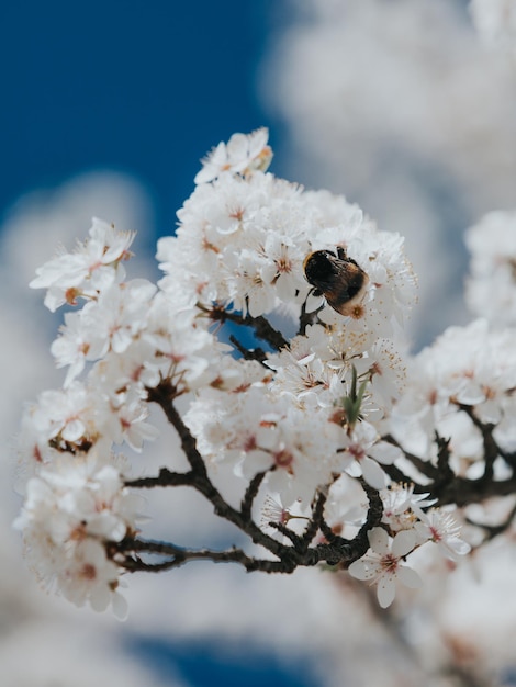 Foto close up van gigantische hommel op de kersenbloesem.