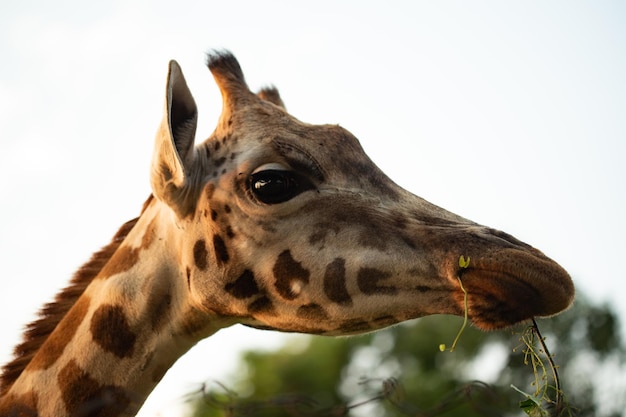 Close-up van giraffe die wegkijkt tegen de lucht
