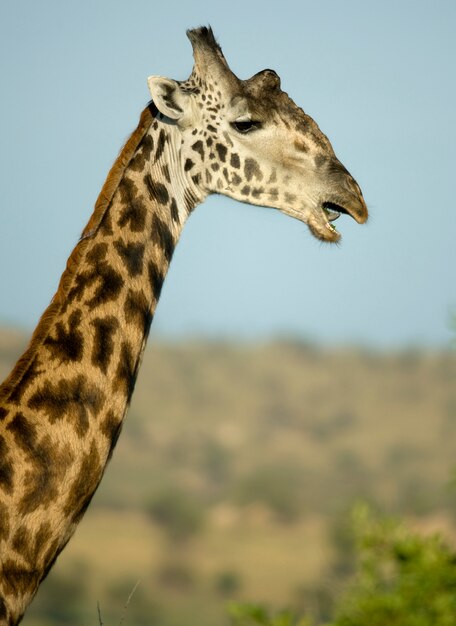 Close-up van giraffe in de serengeti, tanzania, afrika