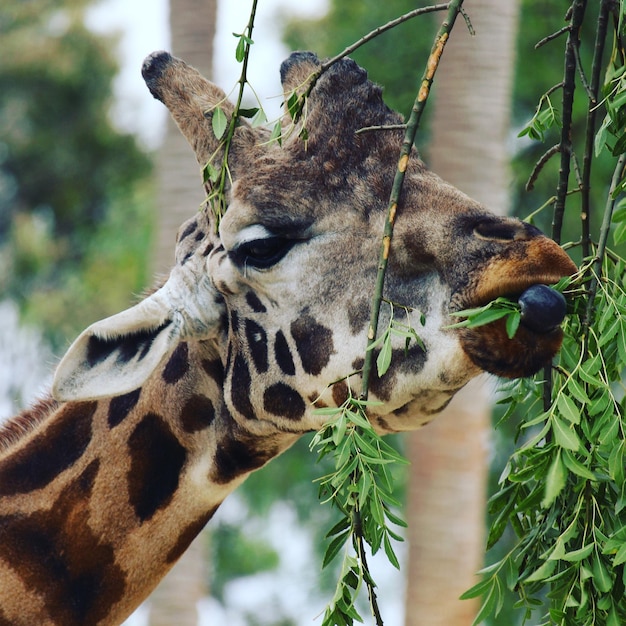 Foto close-up van giraffe tegen bomen