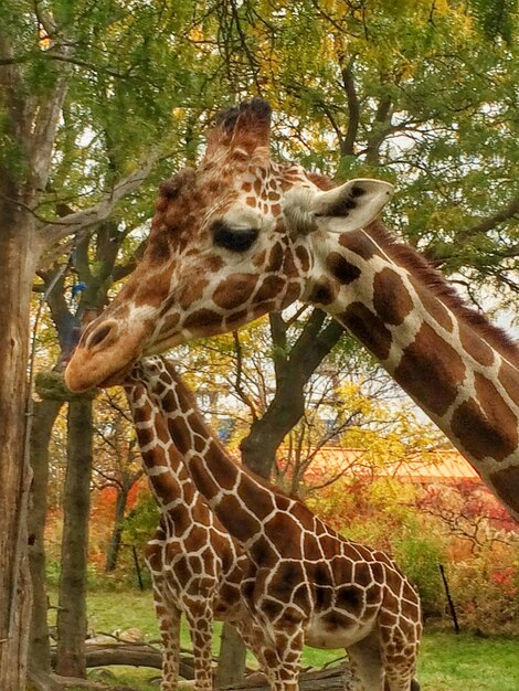 Foto close-up van giraffen