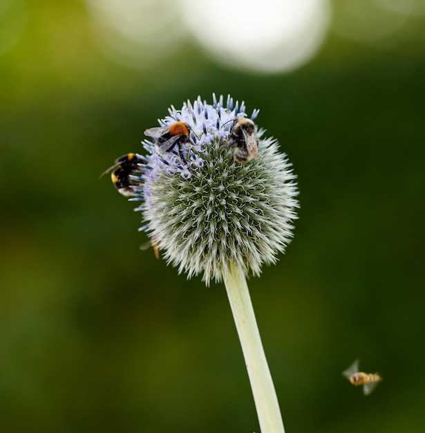 Close-up van globe distel planten worden bestoven door bijen in een tuin tegen een wazige natuur achtergrond Echinops flora groeien op een groen veld in het voorjaar Wilde bloemen bloeien in een weide