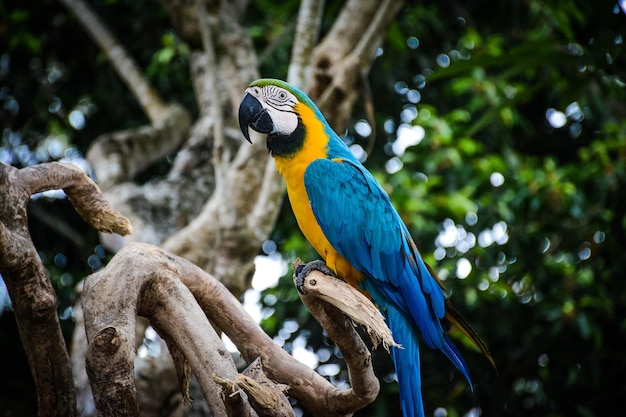 Close-up van gouden en blauwe ara's die op een boom zitten