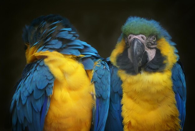 Close-up van gouden en blauwe ara's tegen een zwarte achtergrond