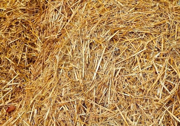 Close Up van gouden hooi met strotextuur