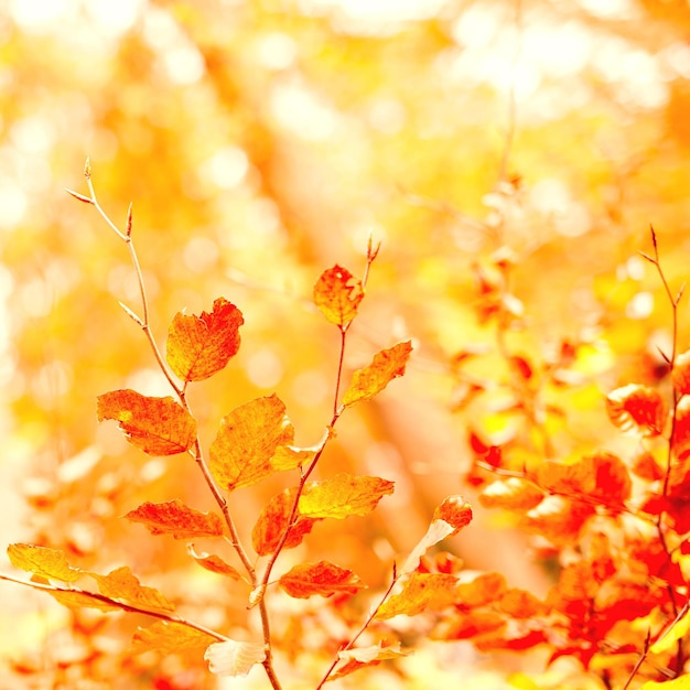 Close-up van gouden kleuren van de herfst tegen zacht zonsonderganglicht met bokeh en copyspace Zoom in op bladeren die groeien op een tak in een veld of tuin Details textuur en natuur prachtig bladpatroon