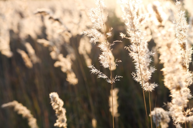 Close-up van gouden pampagras met zonnestralen minimalistische natuurlijke samenstelling buiten droog