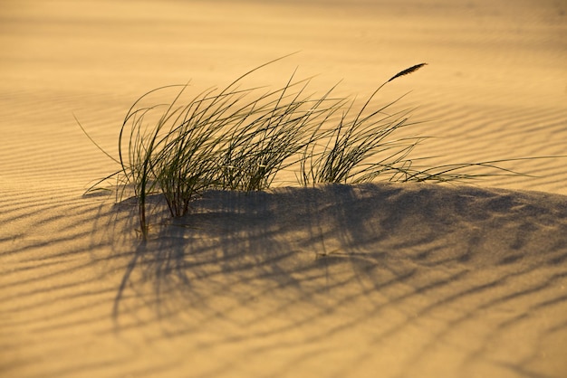 Close-up van gras dat groeit tegen de lucht tijdens zonsondergang