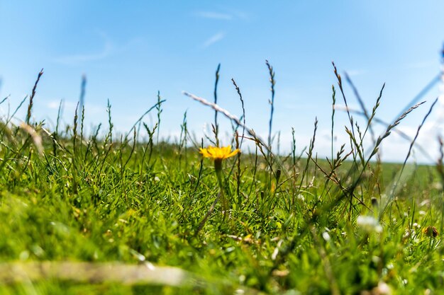 Foto close-up van gras dat in het veld groeit tegen de lucht