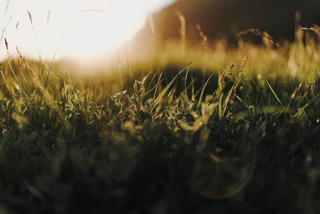 Foto close-up van gras dat in het veld groeit