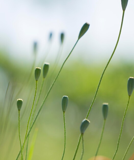 Foto close-up van gras dat in het veld groeit