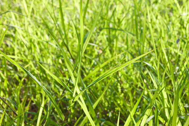 Foto close-up van gras dat in het veld groeit