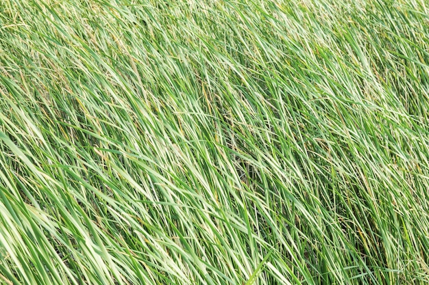 Close-up van gras dat in het veld groeit