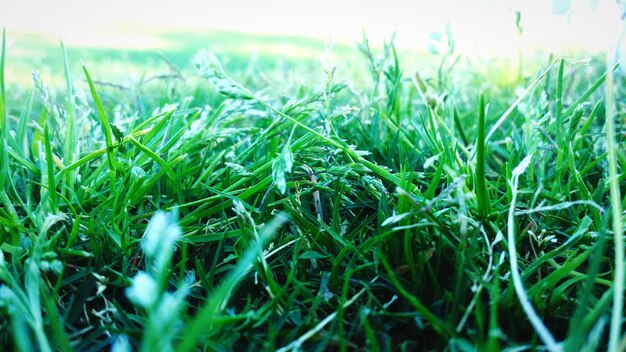 Foto close-up van gras dat op een grasveld groeit