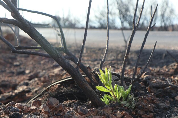 Foto close-up van gras dat op een verbrand veld groeit