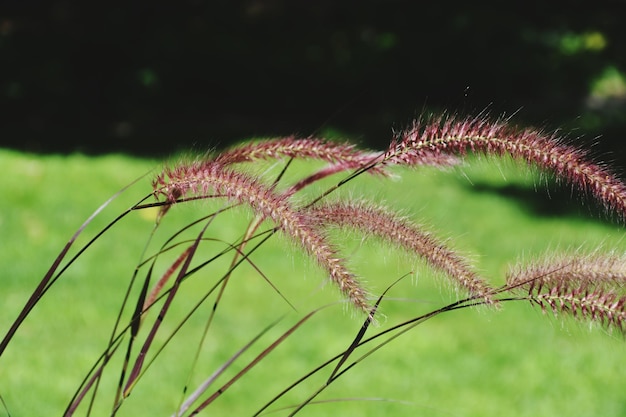 Foto close-up van gras dat op het veld groeit