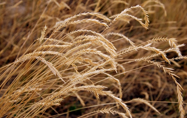 Close-up van gras dat op het veld groeit
