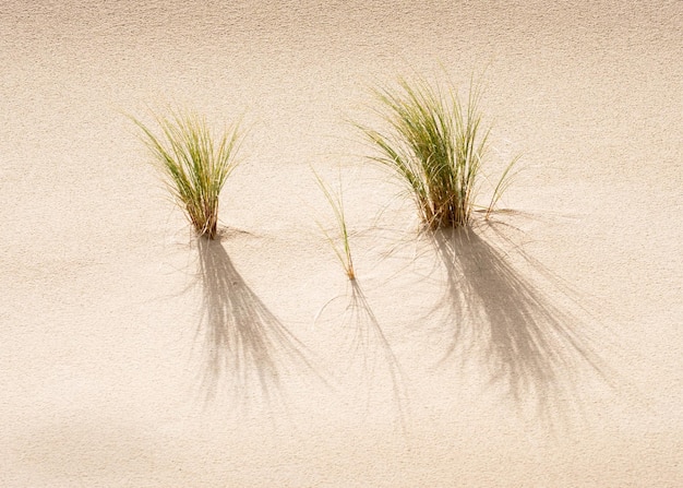 Close-up van gras dat op zand groeit