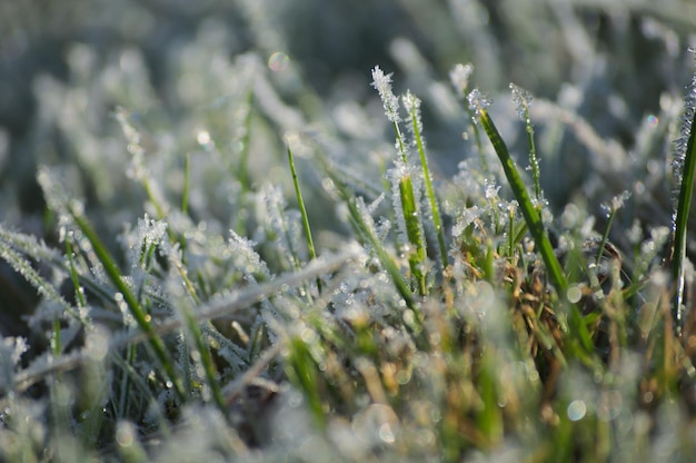 Foto close-up van gras in de winter