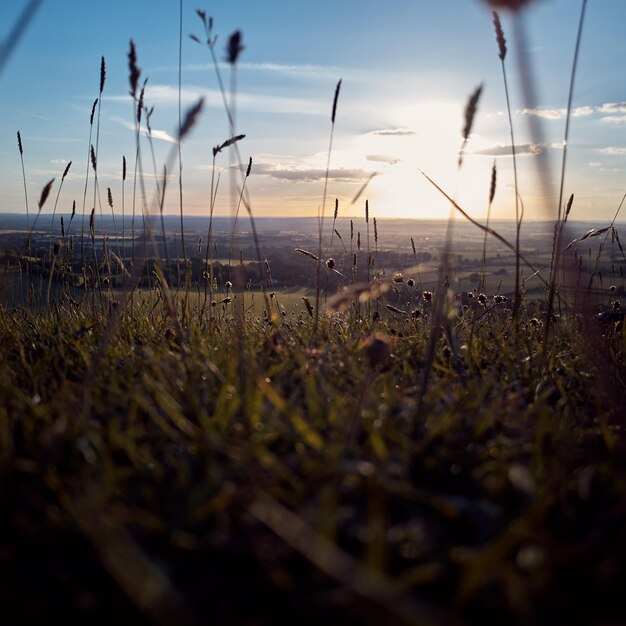 Foto close-up van gras op het veld tegen de lucht