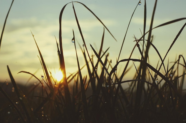 Foto close-up van gras op het veld tegen de lucht