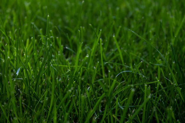 Foto close-up van gras op het veld