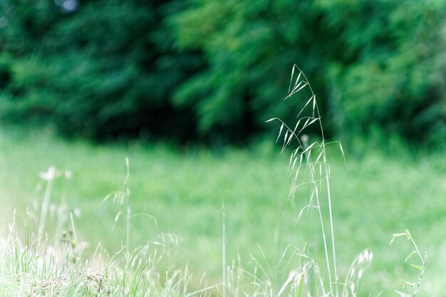 Foto close-up van gras op het veld