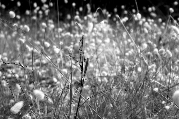 Foto close-up van gras op het veld