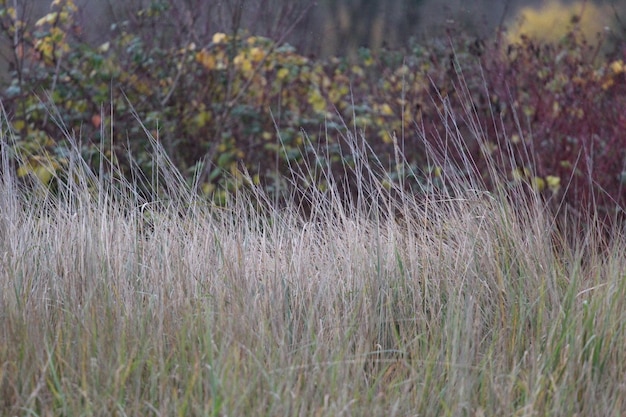 Foto close-up van gras op het veld