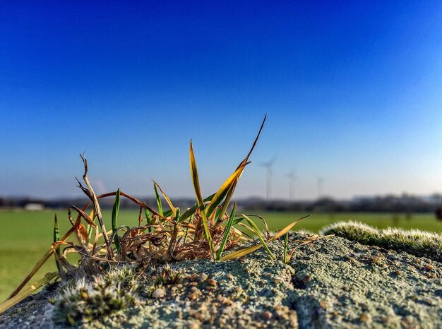 Foto close-up van gras op rots tegen een heldere blauwe lucht