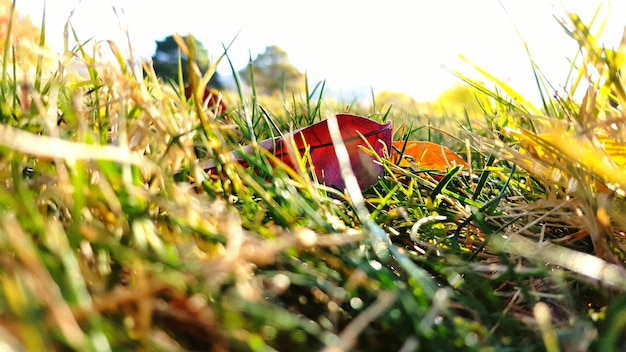 Foto close-up van gras tegen de lucht