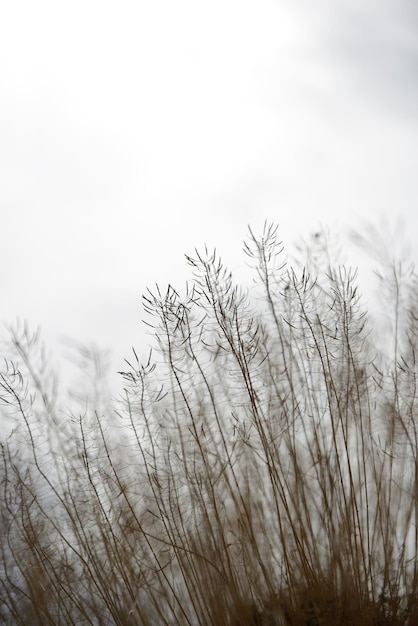 Foto close-up van gras tegen de lucht