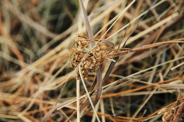 Foto close-up van gras